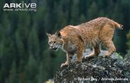 Bobcat-on-top-of-a-rock