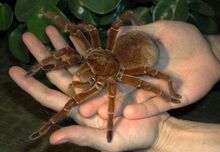 Brazilian-Giant-Tawny-Red-Tarantula.jpg