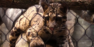 Cleveland Metroparks Zoo Clouded Leopard