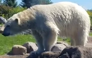 Columbus Zoo Polar Bear.png (441 KB)