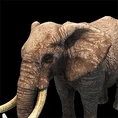 Elephant aoe2DE.png (104 KB) Age of Empires II: Definitive Edition (2019)