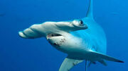 Hammerhead shark