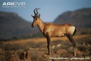 Hartebeest as Pachycephalosaurus