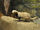 Patagonian Weasel