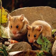 Male and Female Hamsters