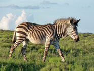 Mountain Zebra in Nambia