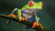 Red-Eyed Tree Frog as Dill Pickles