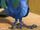 Blu the Macaw (Sonic the Hedgehog; Series)