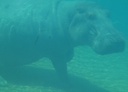 Toledo Zoo Hippo