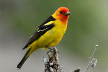 Westerntanager6.jpg