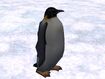 Emperor Penguin