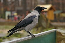 320px-Corvus cornix -Berlin, Germany-8.jpg