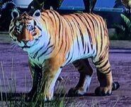 Bengal Tiger ZTX
