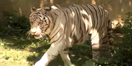 Cincinnati Zoo White Bengal Tiger