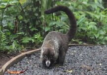 Coati.jpg