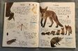DK Encyclopedia Of Animals (79)
