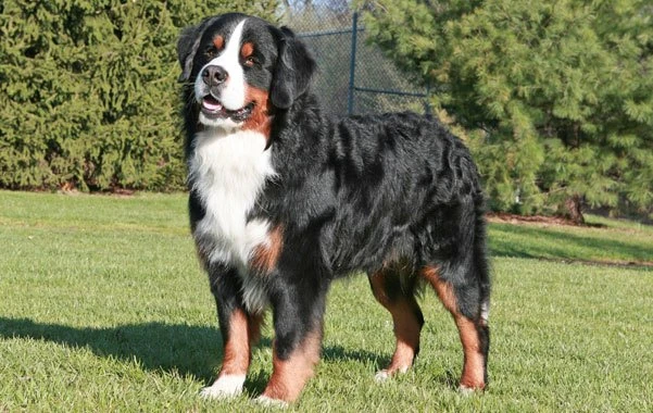 bernese mountain dog kid friendly