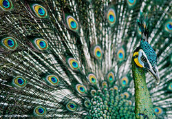 Green Peafowl, Hanoi.jpg