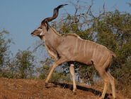 Greater Kudu as James