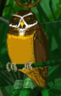 Spectacled Owl