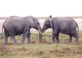 Male and Female African Bush Elephants.jpg (31 KB)