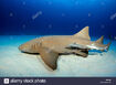 Nurse Shark