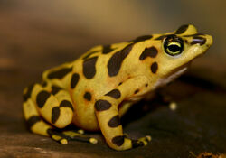 Panamanian Golden Frog.jpg