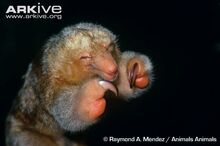 Pygmy-anteater-close-up.jpg