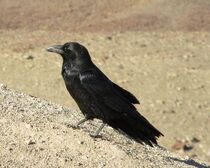 Raven.jpg