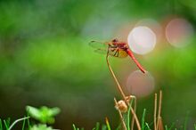 Red Dragonfly.jpg