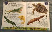 Reptiles and Amphibians Dictionary (11)