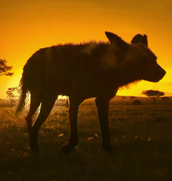 List of Species in Animal Planet Shows | The Parody Wiki | Fandom List of Species in Animal Planet Shows | The Parody Wiki | Fandom