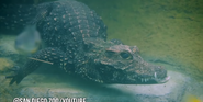 San Diego Zoo Dwarf Crocodile