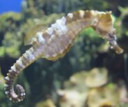 Seahorse in arizona's wildlife world zoo