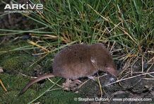 Shrew.jpg