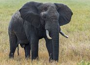 African Bush Elephant (V2)