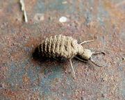 Ant Lion.jpg