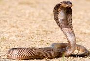 Egyptian-cobra