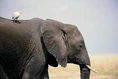 Elephant And Egret.jpg (6 KB)