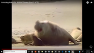 Elephant Seal(s)