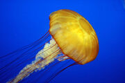 Jellyfish (Animals)