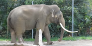 LA Zoo Indian Elephant