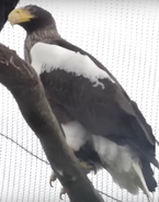 Louisville Zoo Steller's Sea Eagle