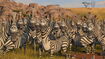 Plains Zebra