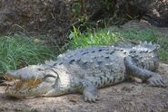 Nile-2-american crocodile