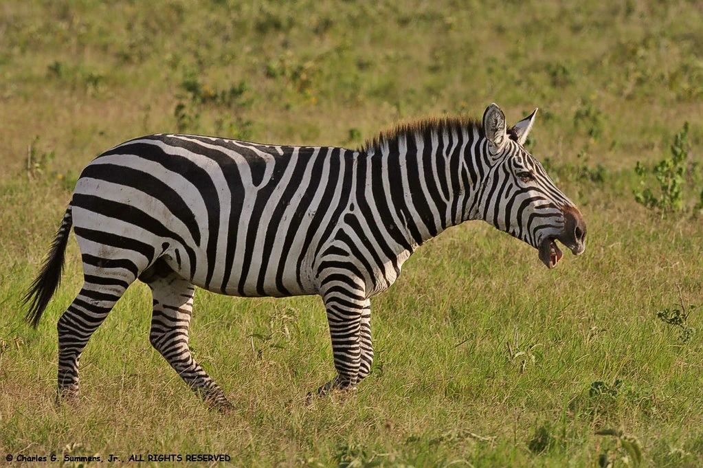 GForce (NatureRules1 Version) The Parody Wiki Fandom