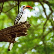 Real-Life Zazu.jpg