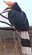 Toledo Zoo Hornbill