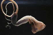 20-Gulper-Eel-Facts-to-know-What-this-Creature-is