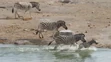 Zebras in Sahara Desert: The Secret Life of Sand